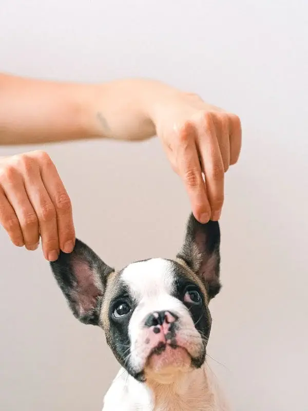 A pet owner holding a puppy
